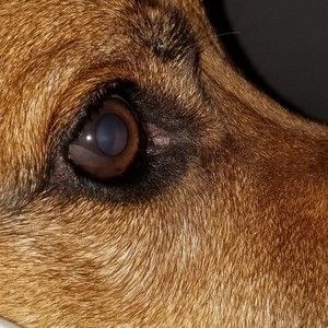 Meet your Posher, Bobus